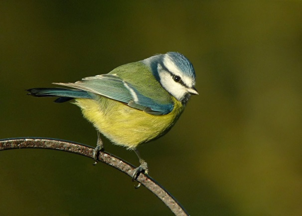 Wildlife Watch - what to look out for in February!