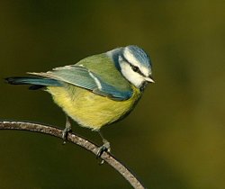 Wildlife Watch - what to look out for in February!