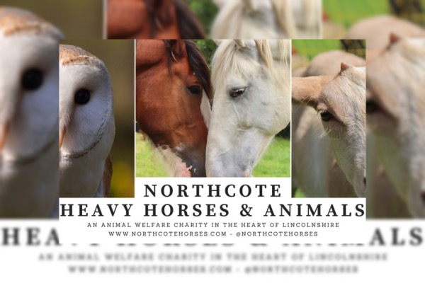 Family day out at Northcote Heavy Horses & Animals Centre