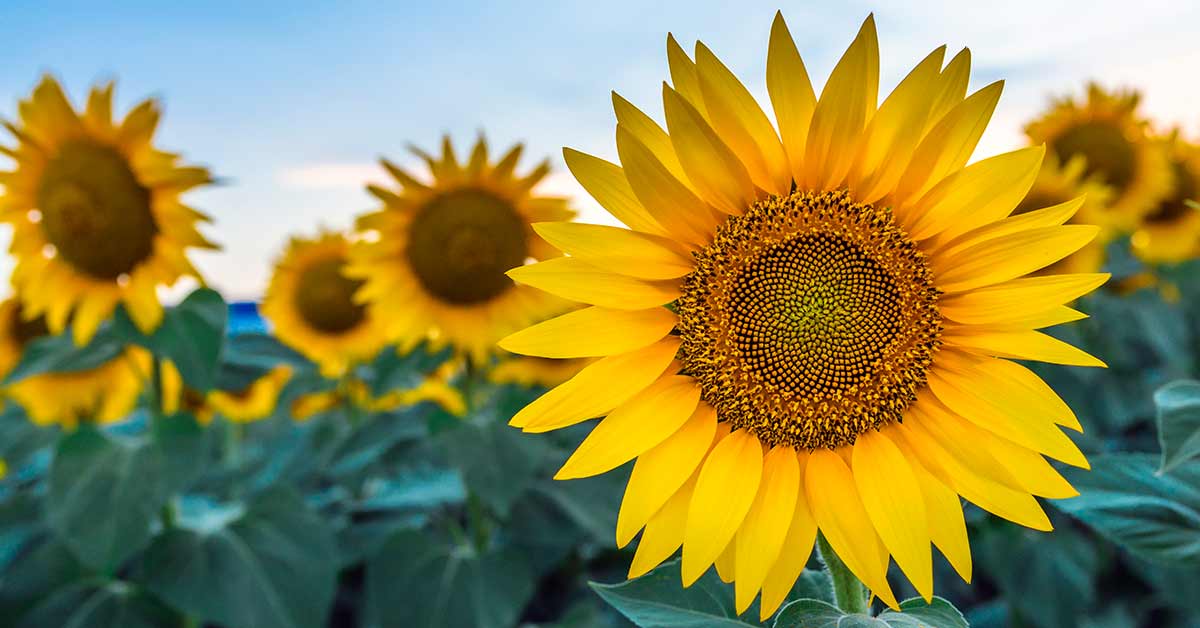 The Sunflower Lanyard Scheme
