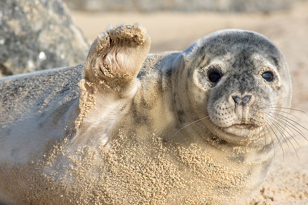 Visit Donna Nook this winter to see the annual Seal spectacular