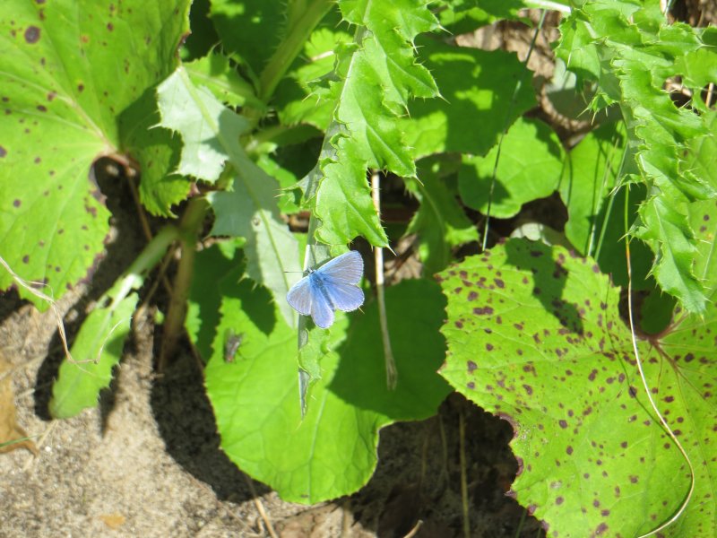 Coomon Blue Butterfly