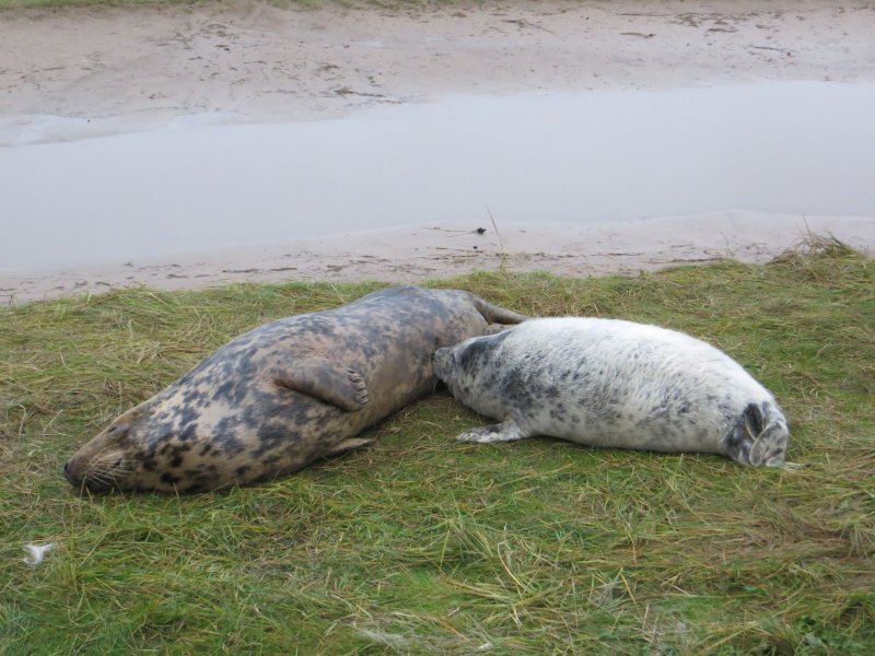 Grey seals at Donna Nook