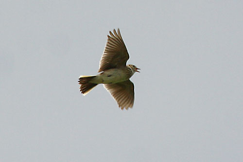 Skylark (Alauda arvensis)