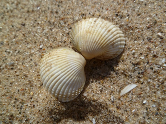 Cockle Shell